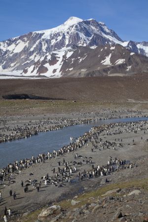 St Andrews Bay, South Geogia Island 144.jpg